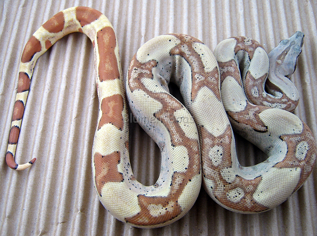 Boa Morphs descriptions of various Boa Constrictor Morphs